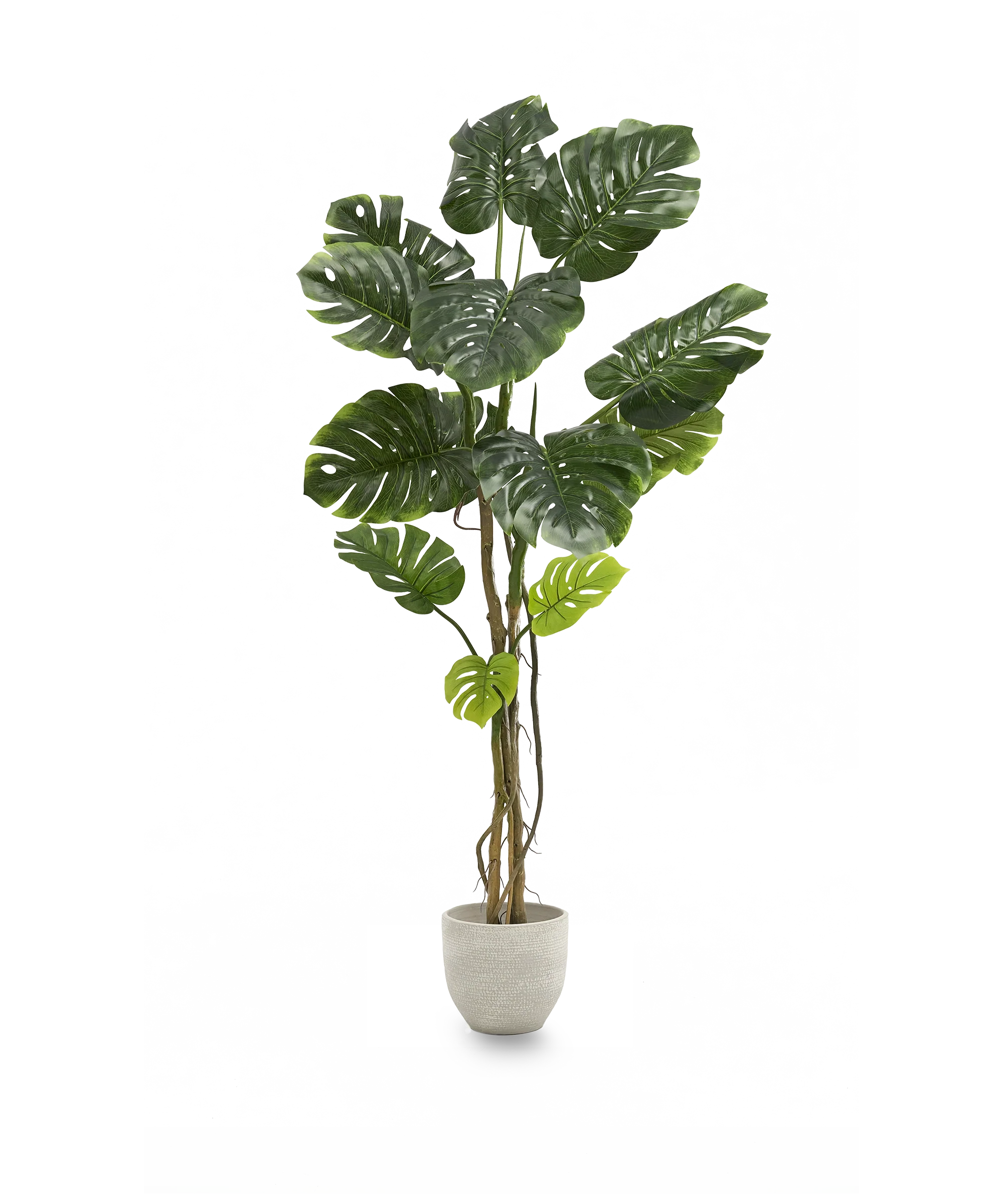 Miniatura 10